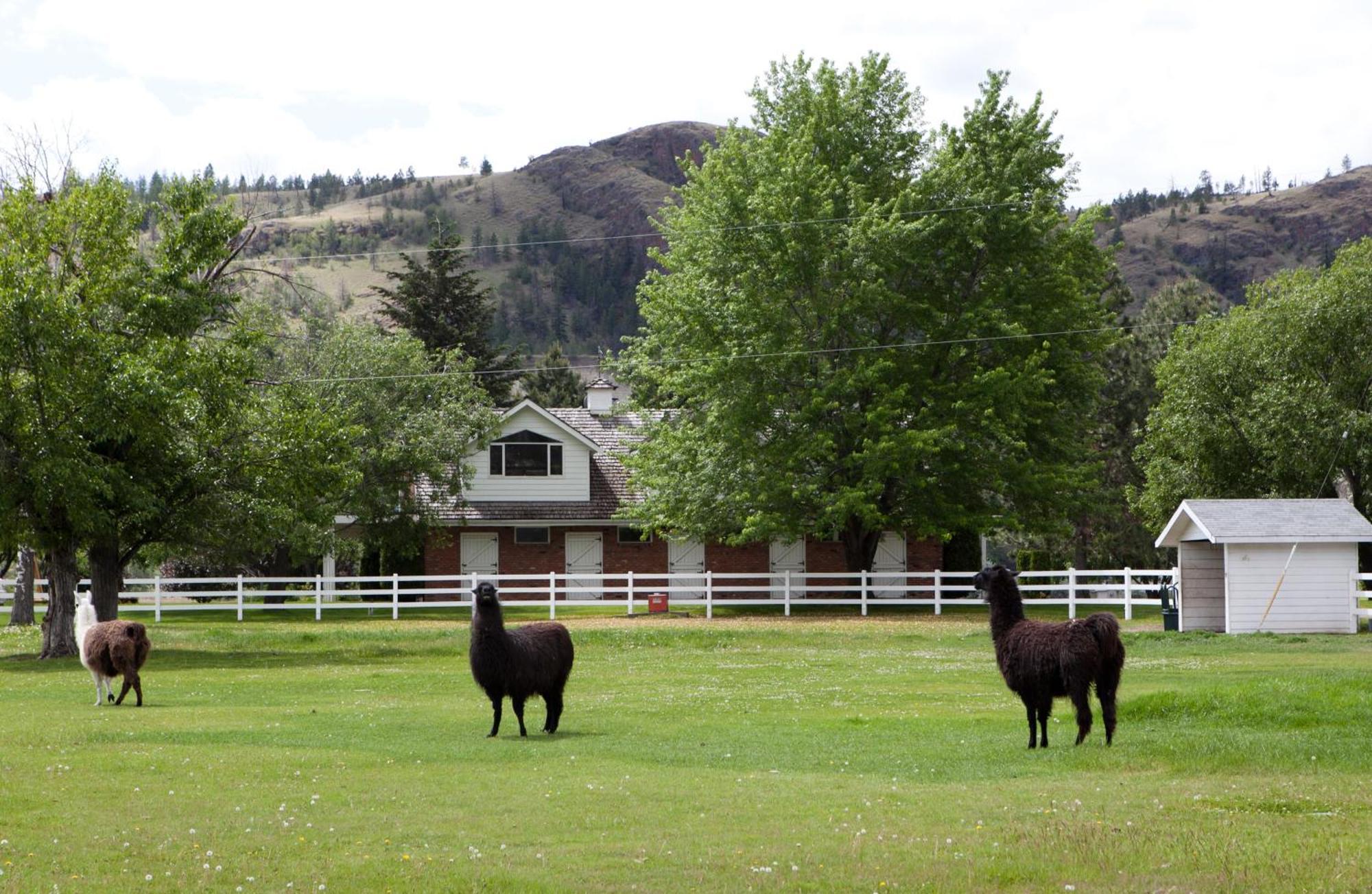 South Thompson Inn & Conference Centre Kamloops Exterior foto